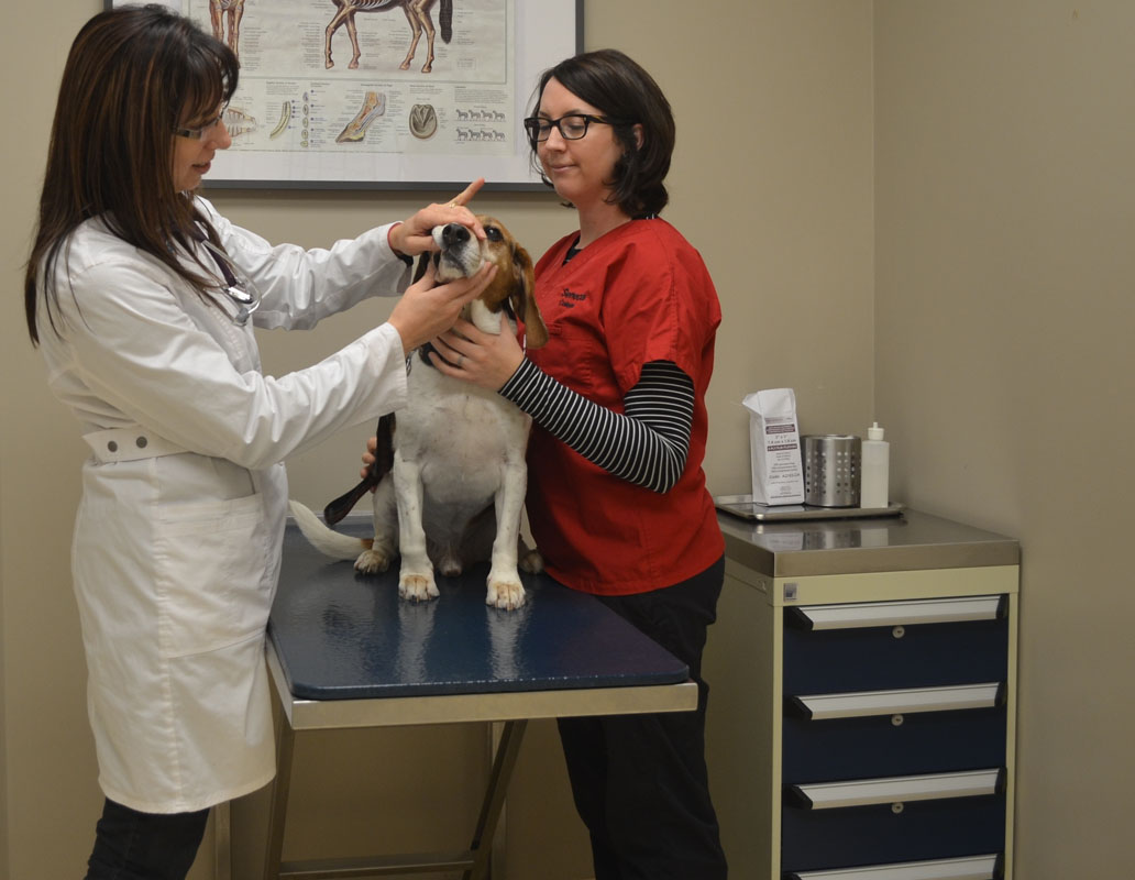 Veterinary Assistant - Seneca, Toronto, Canada